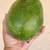 Mango Trees and Avocado Trees $150 4 thumbnail