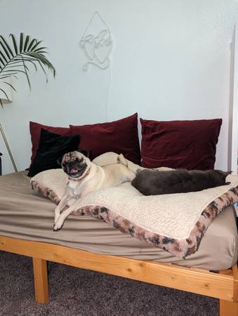 Rehoming Pug (Beaverton)63895727416194120