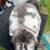 Mini Lop Bucks 3 thumbnail