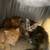 Siberian Kittens 3 thumbnail