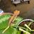 **CRESTED GECKOS** 4 thumbnail