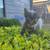 Kittens 2 thumbnail