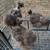 Chocolate Silkies Showgils 1 thumbnail
