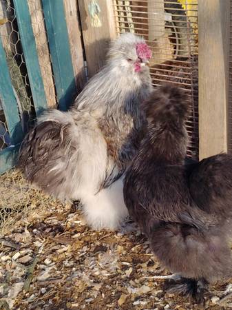 Friendly Silkie Rooster Chicken - $8 (Roseville)63439265248131123