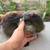 5-6 month old bunnies 3 thumbnail