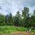Land-Clearing, Brush Cutting - forestry thinning 🚜🐛🪻 9 thumbnail