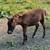 Miniature Horses 5 thumbnail