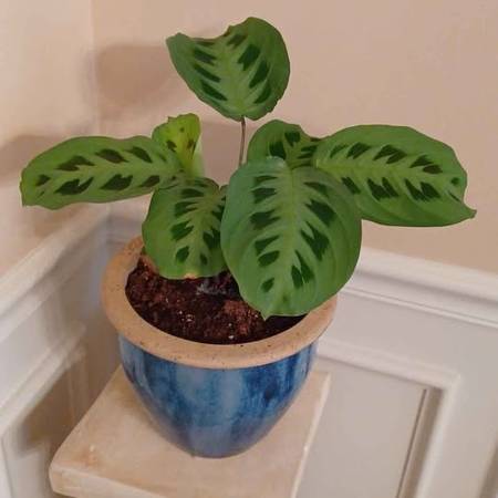 PRAYER PLANT 1