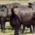 Brangus & Brangus Cross Replacement Heifers 2 thumbnail