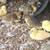 Muscovy Ducklings 3 thumbnail