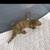 Geckos 8 thumbnail