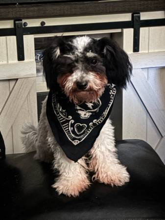 Toy Maltese Poodle63683413041793120