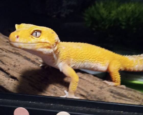 Male & female Leopard Geckos available, together or separate (Warner Robins, Middle GA)63922482080003124