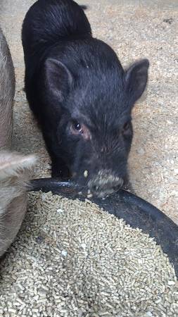 Pigs 1
