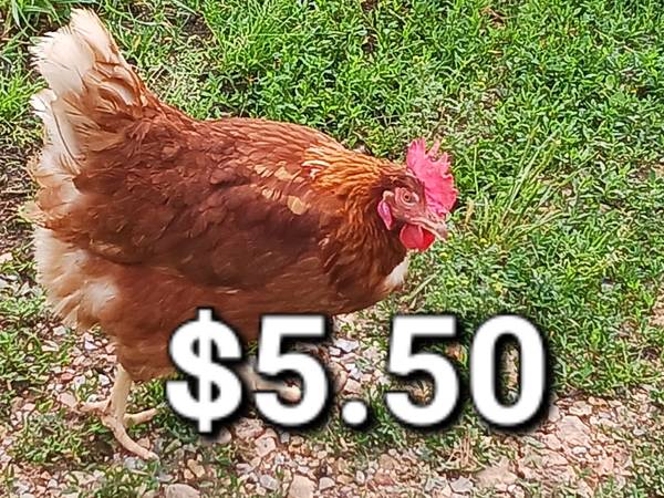 Chicken. Chickens. Laying hens. Gallinas 1