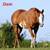 3yr old triple registered palomino filly 7 thumbnail