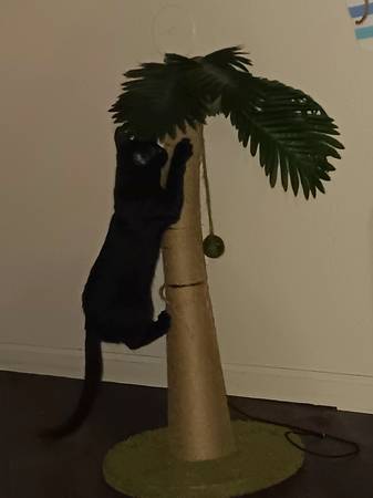 Kitten for $30 (santa rosa)63862108379009121