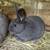 Silver Fox Rabbit Kits 1 thumbnail