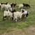 Goats For Sale 13 thumbnail