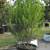 LARGE NATIVE SHADE TREES... LOCALLY GROWN... DROUGHT TOLERANT!! 3 thumbnail