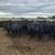 155 Three Thru Five Year Old Bred Cows 19 thumbnail