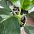 MONSTERA ALBO - minis 4 thumbnail