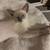 Siamese male 7 thumbnail