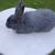 Silverfox Rabbits , 2 black male, 2 blue female 1 thumbnail