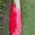 9'-4" Infinity Surfboard, longboard model 5 thumbnail