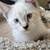 Siamese kittens seal point and blue point 2 thumbnail