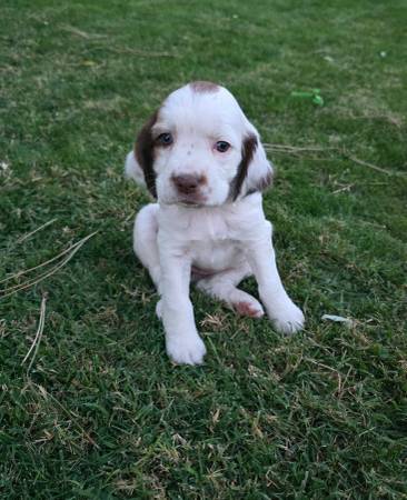 Springer Spaniel Puppies (North Bend)63862434868739120