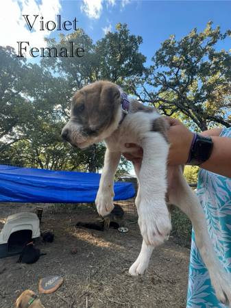 rehoming cane corso mix (Whitt)64018674931586121