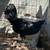Gamefowl hen 2 thumbnail