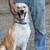 Husky German Shepherd Mix Free to a Good Home 2 thumbnail