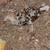 Mille Fleur Clean Legged Young Pair  Male & Female 10 thumbnail