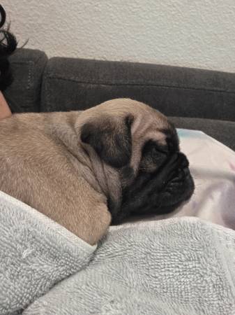 Rehoming Pug 1