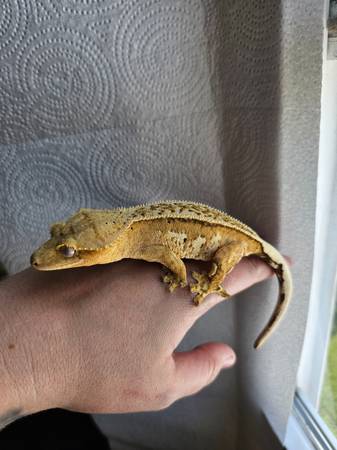 Yellow Base Female Crested Gecko (Woodstock)63848346014595123