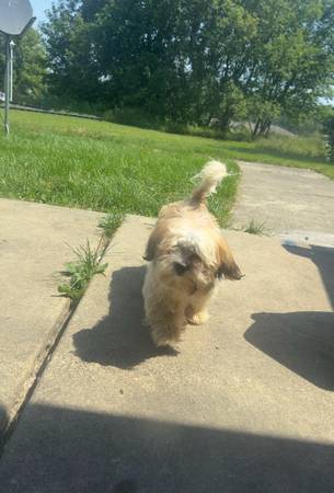 Rehoming male teddy bear puppy 1