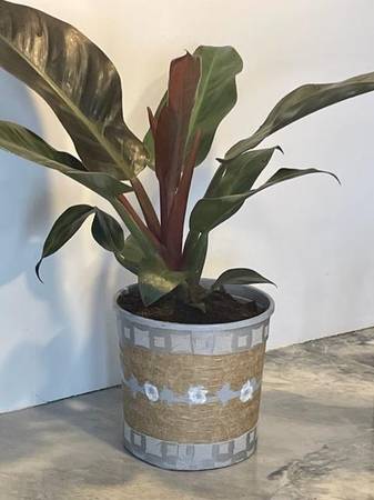BEAUTIFUL, Healthy Plant w/hand-crafted vase, 20" high 1