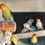 Birds 2 thumbnail