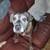 Pit Mix 1 thumbnail