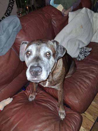 Pit Mix 1