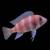 High quality African cichlids 1 thumbnail
