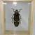 Taxidermy - Insect Framed/Resin (Scorpions, Tarantulas, Beetles, etc) 6 thumbnail