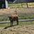 Polled Red Dexter Heifer Available 10 thumbnail