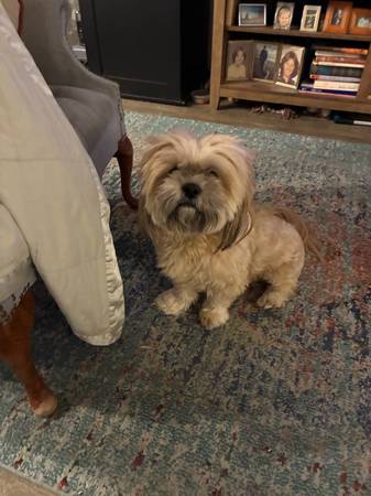Senior lady looking for roommate 1