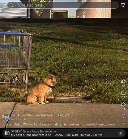 Missing Terrier 1