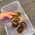 leopard tortoise 5 thumbnail