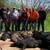 Wild Hog Hunt 6 thumbnail