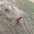 Pullets/chickens 1 thumbnail